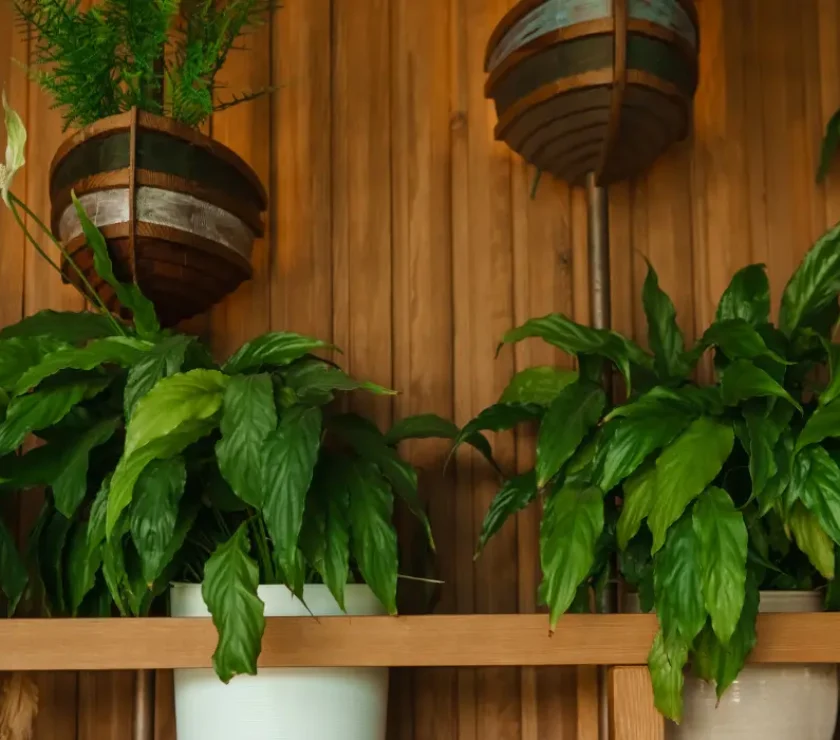 Biophilic Home design Enclavar Blog banner images